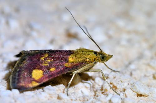 Réf. 334 598 : Pyrausta aurata